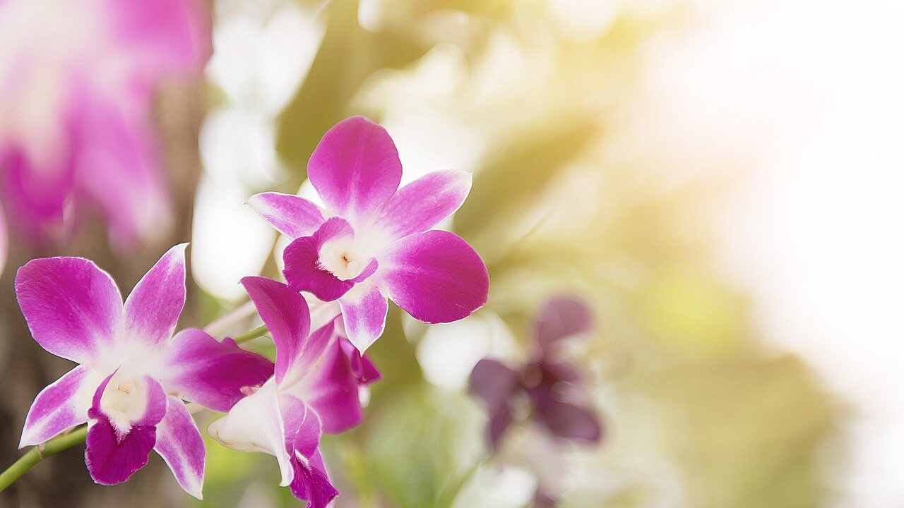 Orchid